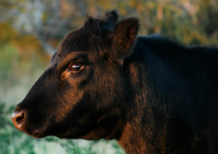 a close up of a cow in a field, the black lioness made of tar, profile image, australian, fan favorite