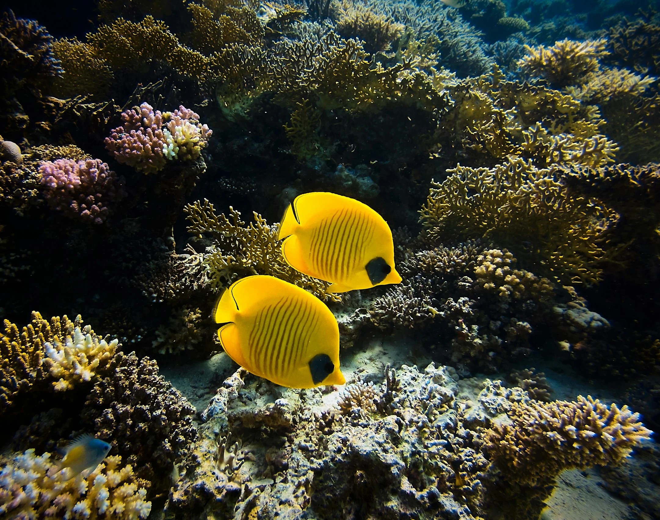 two yellow and black fish on a coral reef, by Juergen von Huendeberg, pexels, fan favorite, in egypt, sea butterflies, shot with sony alpha 1 camera