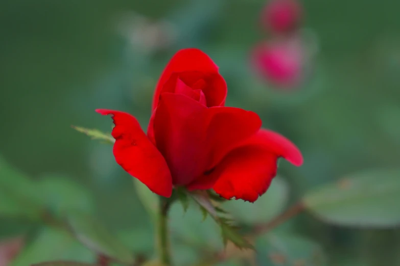 a close up of a red rose with green leaves, by Reuben Tam, pexels contest winner, fan favorite, soft blur, salvia, paul barson