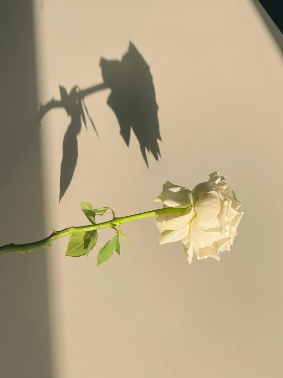 a single white rose sitting on top of a table, a picture, inspired by Robert Mapplethorpe, trending on unsplash, consist of shadow, sunflare, taken on iphone 14 pro, rinko kawauchi