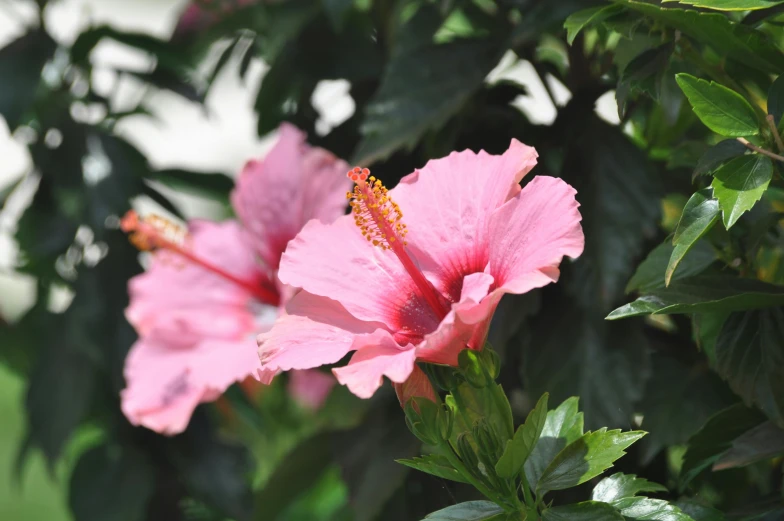 a close up of a pink flower on a tree, hibiscus flowers, lush foliage, malika favre, no cropping