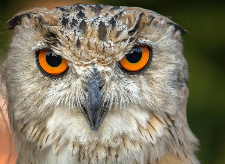 a close up of an owl with orange eyes, pexels contest winner, hurufiyya, large bushy eyebrows, 🦩🪐🐞👩🏻🦳, medium-shot, bird\'s eye view