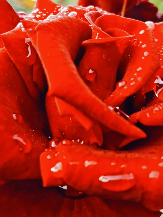 a close up of a red rose with water droplets, pexels contest winner, covered in red slime, banner, profile image, tourist photo