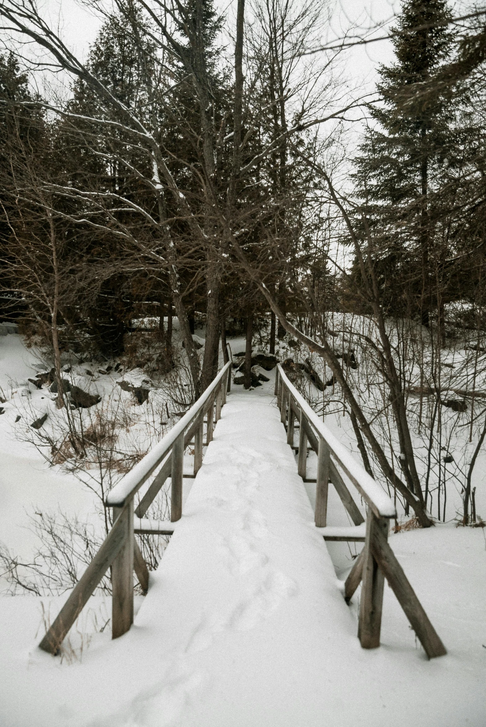 a wooden bridge in the middle of a snowy forest, cornell, small steps leading down, album photo, ultrawide image