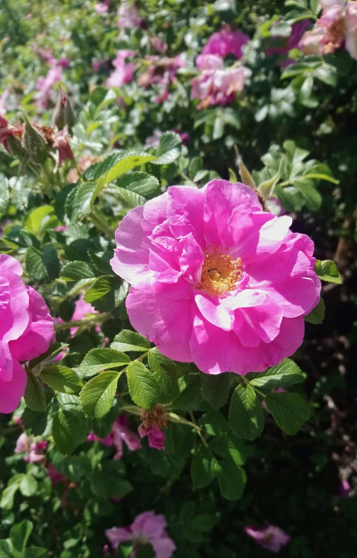 a bunch of pink flowers sitting on top of a lush green field, photo of a rose, low quality photo