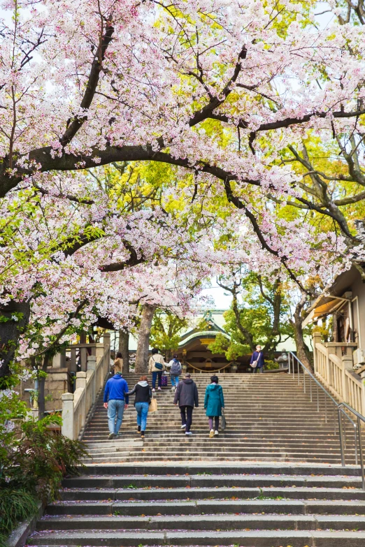 a group of people walking down a set of stairs, a picture, inspired by Miyagawa Chōshun, trending on unsplash, cherry blosom trees, ultrawide image, shrine, 8k resolution”