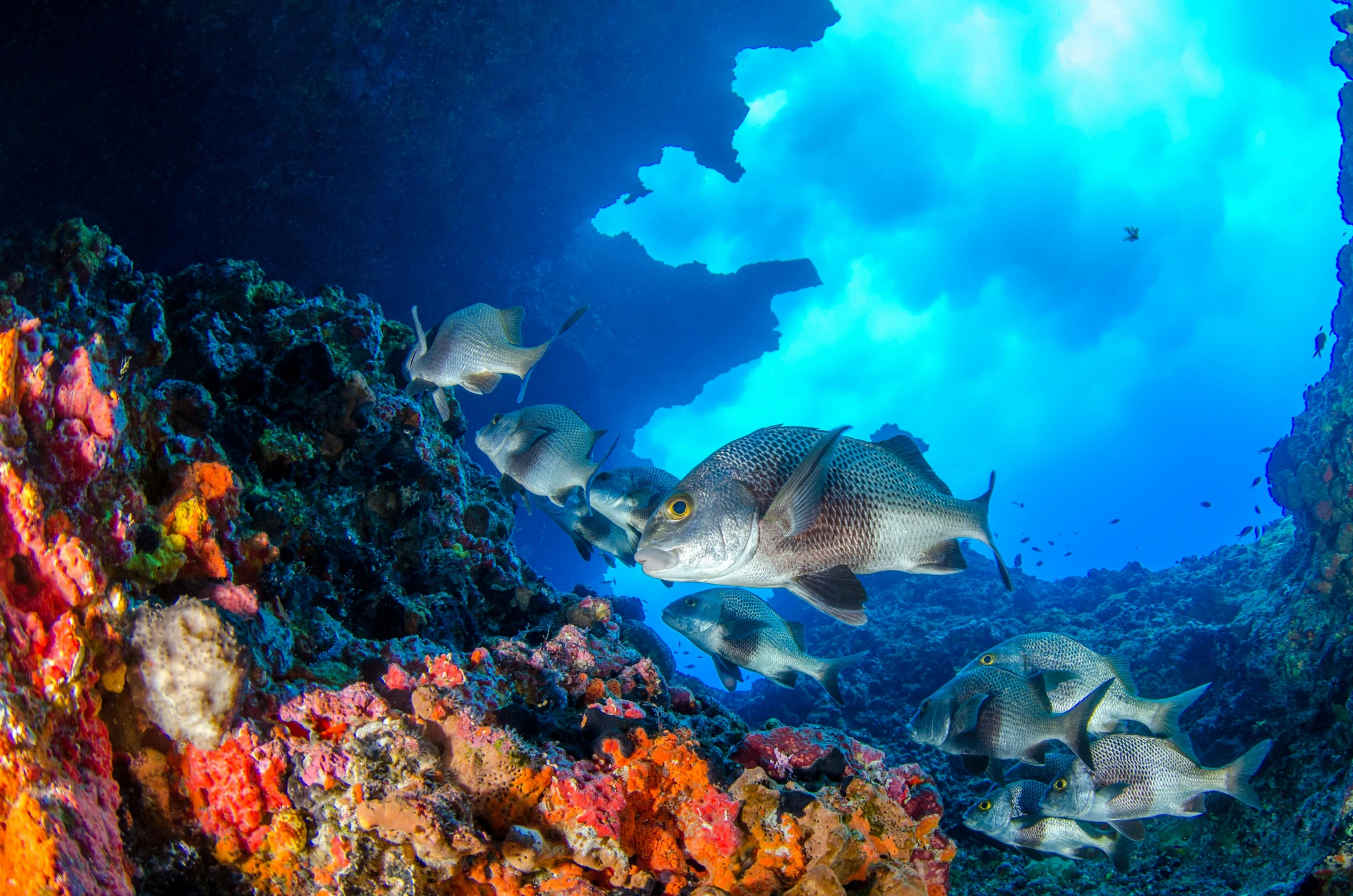 a group of fish swimming around a coral reef, pexels contest winner, underwater crystal caverns, avatar image, conde nast traveler photo, shades of blue and grey