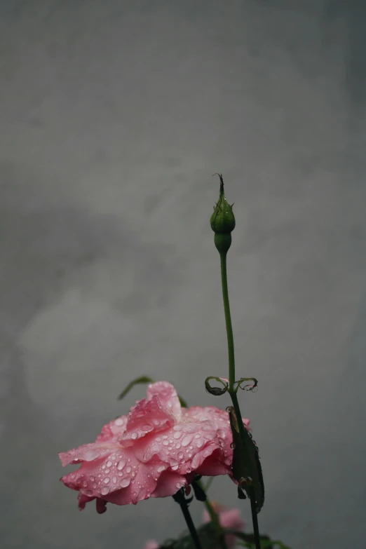 a pink flower with water droplets on it, an album cover, inspired by Robert Mapplethorpe, ((portrait)), ikebana, very poor quality of photography, grey sky