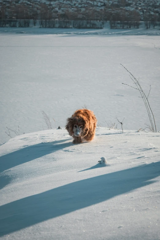 a dog that is standing in the snow, by Sven Erixson, pexels contest winner, land art, lion mane, be running up that hill, orangutan, near lake baikal