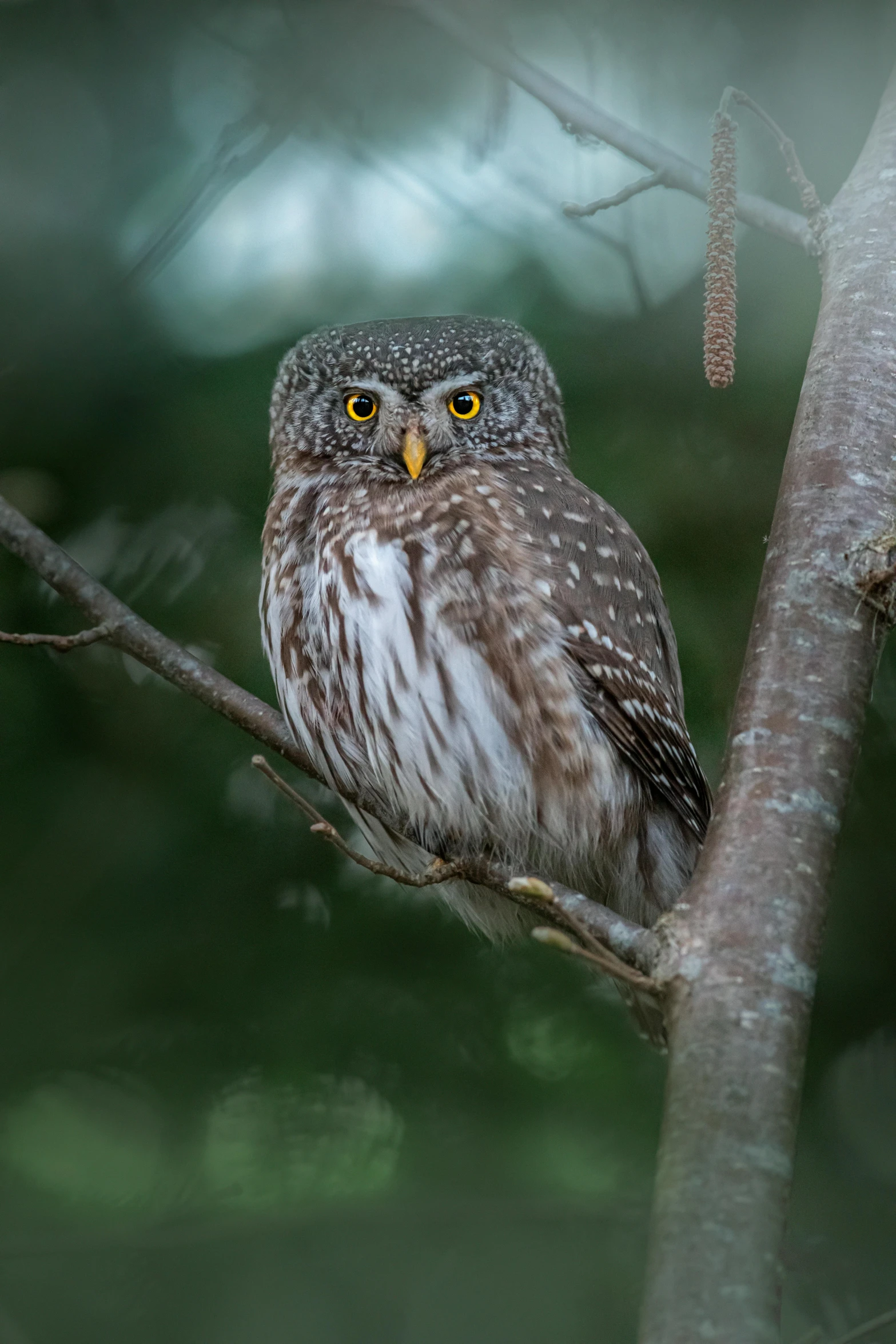 a small owl sitting on top of a tree branch, a portrait, pexels contest winner, minn, looking serious, predawn, museum quality photo