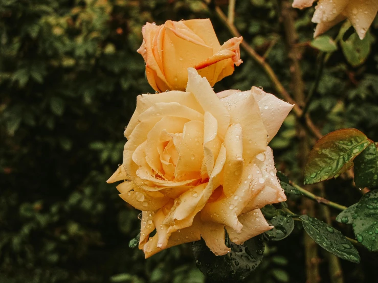 two yellow roses with water droplets on them, pexels contest winner, in shades of peach, exterior shot, ash thorp, of a lovely