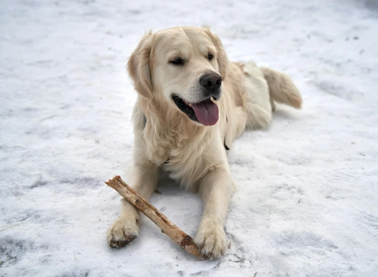 a dog laying in the snow with a stick in its mouth, pexels contest winner, albino, golden detailing, gif, tan