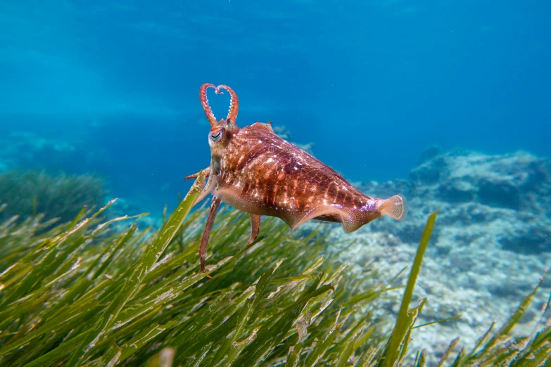 a close up of a fish in the water, an album cover, unsplash, cuttlefish, grazing, long tail with horns, costa blanca