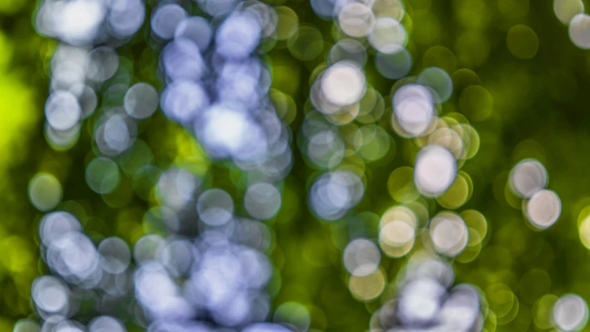 a bird sitting on top of a tree branch, by Jan Rustem, unsplash, impressionism, ethereal bubbles, green matrix light, dots abstract, full frame image