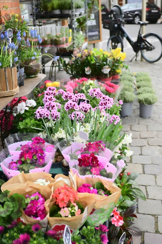 a street filled with lots of different types of flowers, romanticism, chrysanthemum and hyacinth, al fresco, pinks, fresh