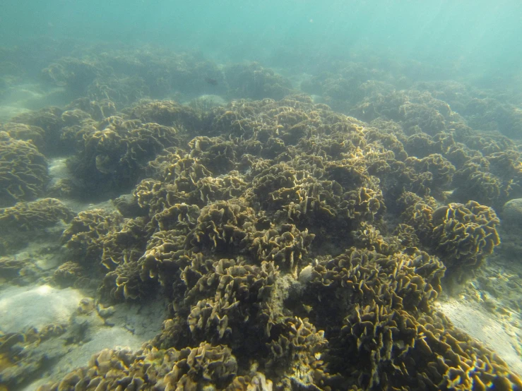 an underwater view of a coral reef in the ocean, unsplash, hurufiyya, covered in coral and barnacles, manly, grey, slightly tanned