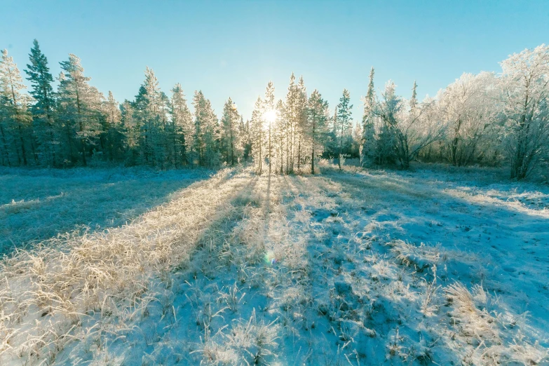 a snow covered field with trees in the background, by Jaakko Mattila, unsplash, land art, sun flairs, blue forest, glittering ice, tourist photo