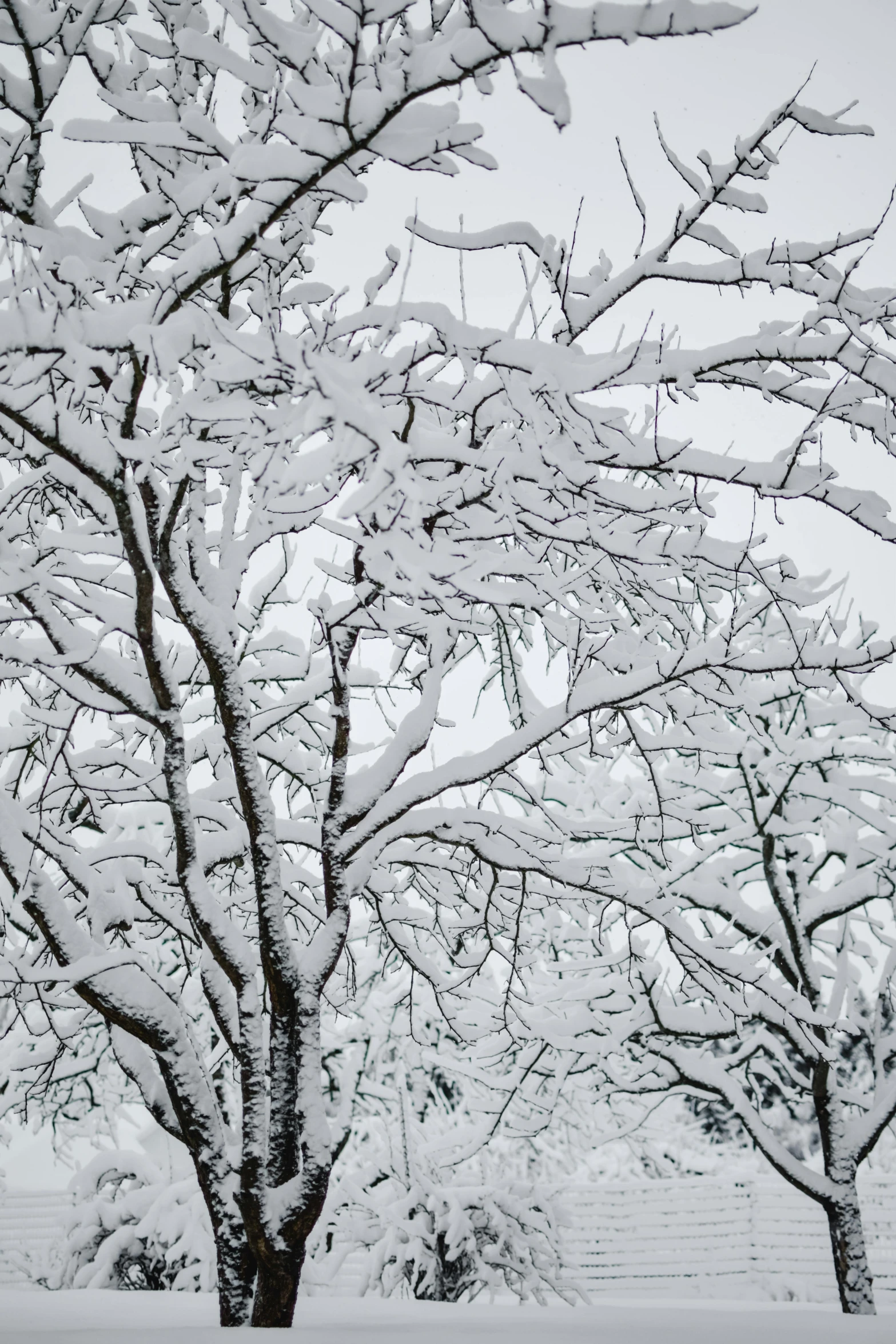 a black and white photo of snow covered trees, pexels contest winner, hyper - detailed color photo, numerous limbs, from wheaton illinois, today\'s featured photograph 4k