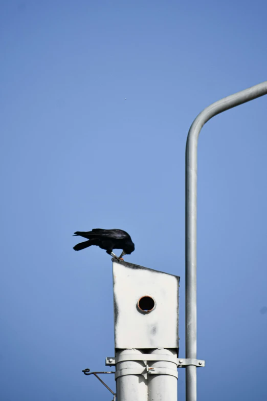 a black bird sitting on top of a metal pole, by Paul Bird, intersection, photographed for reuters, kek, neighborhood