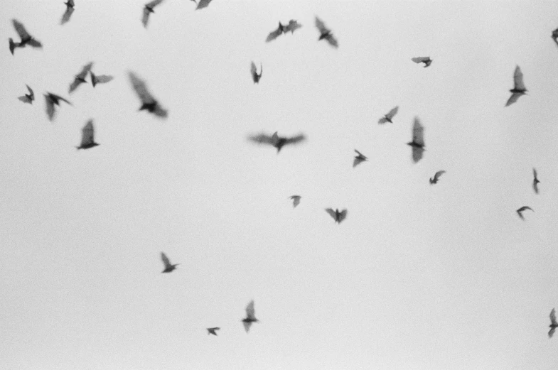 a flock of birds flying in the sky, a black and white photo, by Jan Rustem, holga 120n, vampire bats, minimal, uploaded