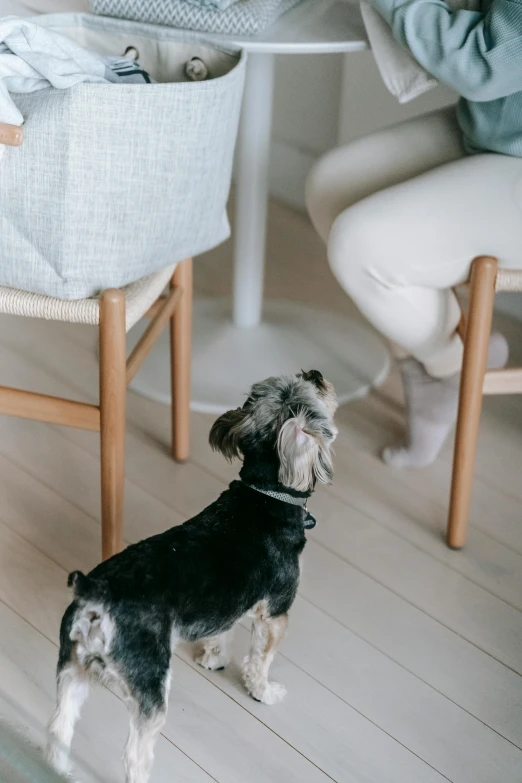 a black and white dog standing in front of a table, trending on unsplash, minimalism, sitting on an armchair, people watching around, carefully crafted, manuka