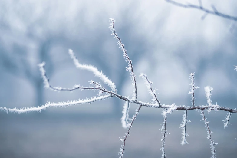 a branch of a tree covered in frost, inspired by Arthur Burdett Frost, trending on pexels, background image, dry ice, thumbnail