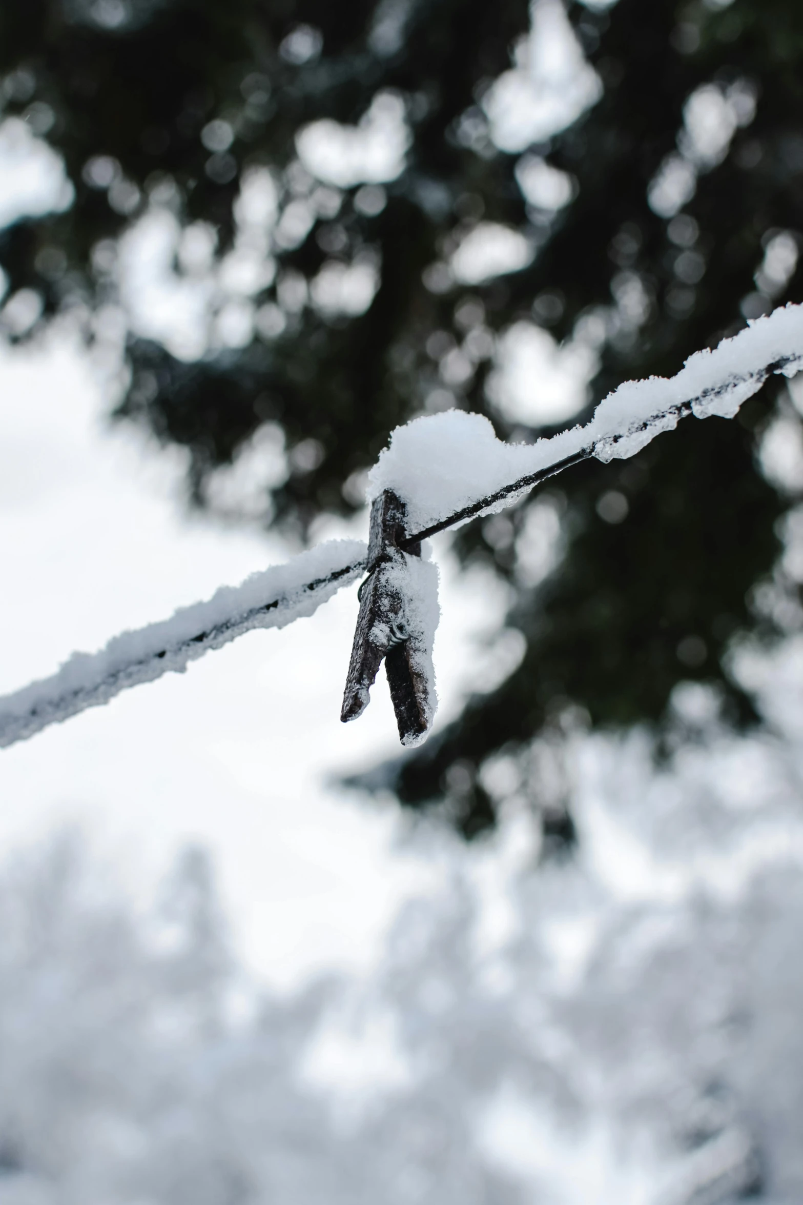 a bird perched on a wire covered in snow, lynn skordal, winter vibes, multiple stories, detail shot