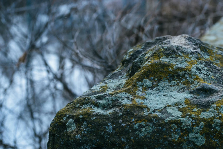 a close up of a rock with a tree in the background, inspired by Elsa Bleda, unsplash, winter photograph, background image, high vantage point, ((rocks))