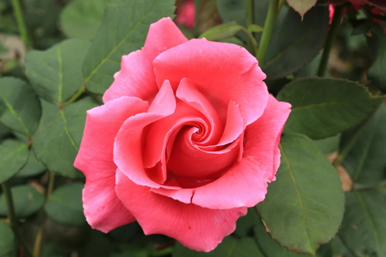 a close up of a pink rose with green leaves, twirly, highly polished, 'groovy', fan favorite