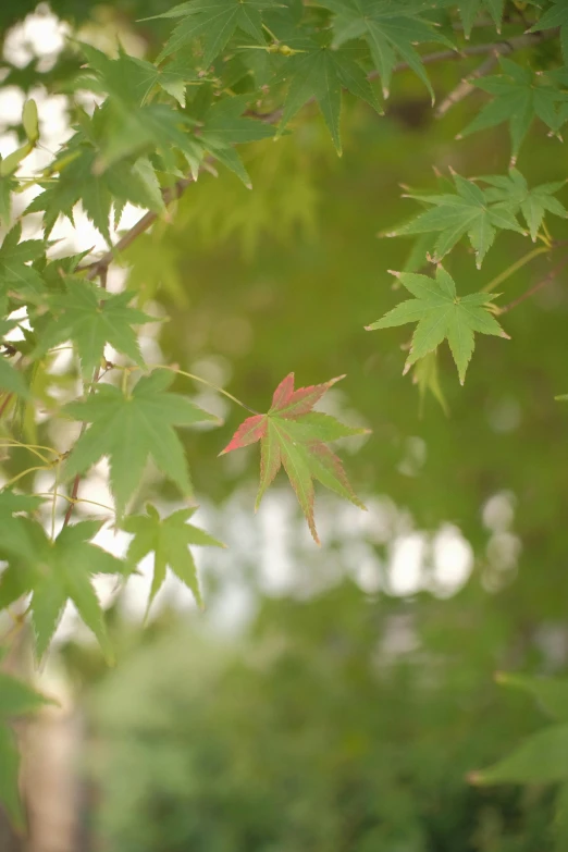 a close up of leaves on a tree, japanese maples, muted green, japanese collection product, medium shot angle