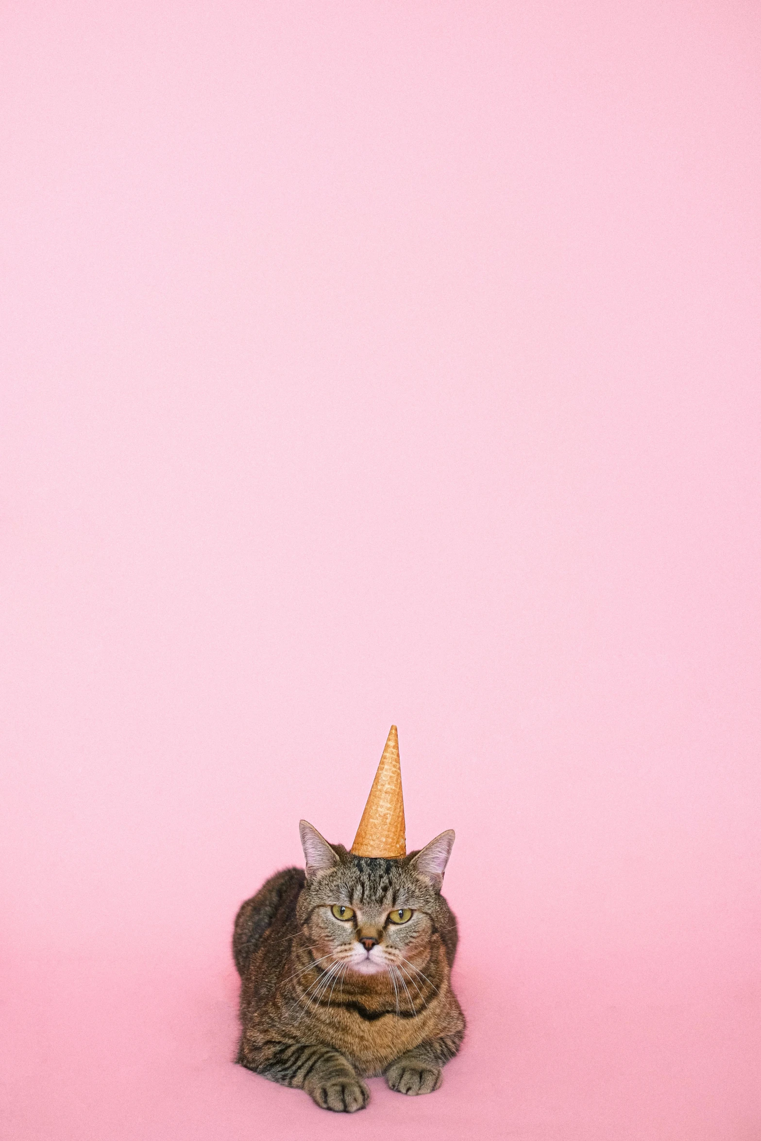 a cat wearing a party hat on a pink background, by Carey Morris, trending on unsplash, ffffound, unicorn horn, martin parr, ice cream cone