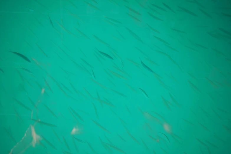 a bunch of fish that are swimming in the water, inspired by Vija Celmins, unsplash, plasticien, teal electricity, 3 mm, ships, highly reflective surface