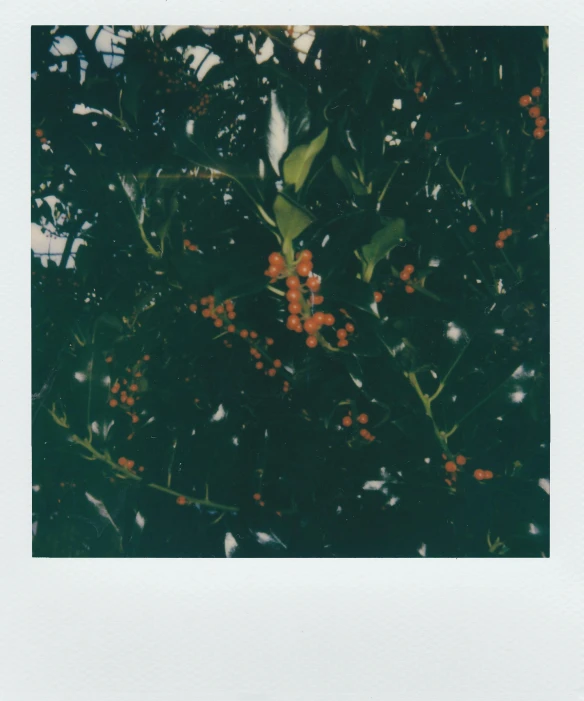 a bunch of oranges hanging from a tree, a polaroid photo, unsplash, hurufiyya, low quality photo, berries, pepper no. 3 5, scanned