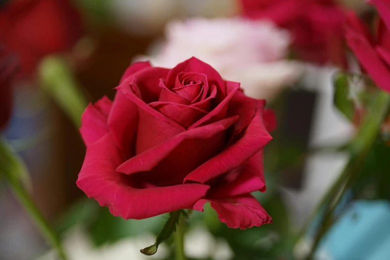 a close up of a red rose in a vase, rich deep pink, payne's grey and venetian red, super smooth, blushing