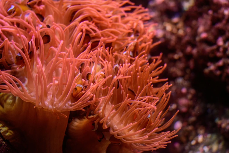 a close up of an orange sea anemone, pexels, art nouveau, glowing red mushrooms, pink, cinematic full shot, sea weed