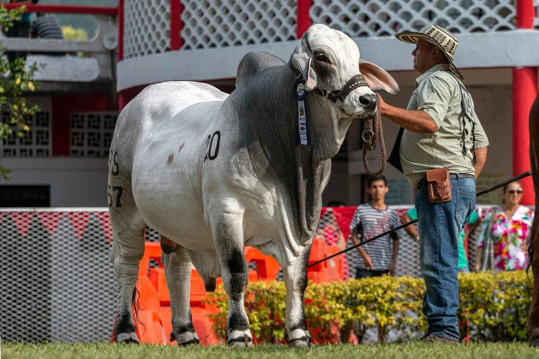 a man standing next to a large bull, by Luis Molinari, competition winning, gray, thumbnail, peruvian