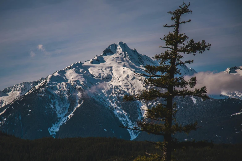 a lone tree stands in front of a snowy mountain, a picture, by Morgan Russell, unsplash contest winner, black fir, seen from a distance, high angle close up shot, craggy