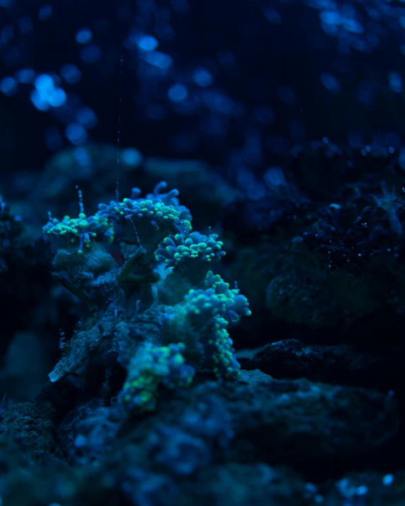 a close up of a fish on a body of water, an album cover, inspired by Elsa Bleda, unsplash, magical realism, slime mold forest environment, dark blue neon light, humanoids overgrown with flowers, magicavoxel cinematic lighting