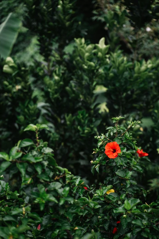 a red flower sitting on top of a lush green forest, thick bushes, hibiscus flowers, background image, carson ellis