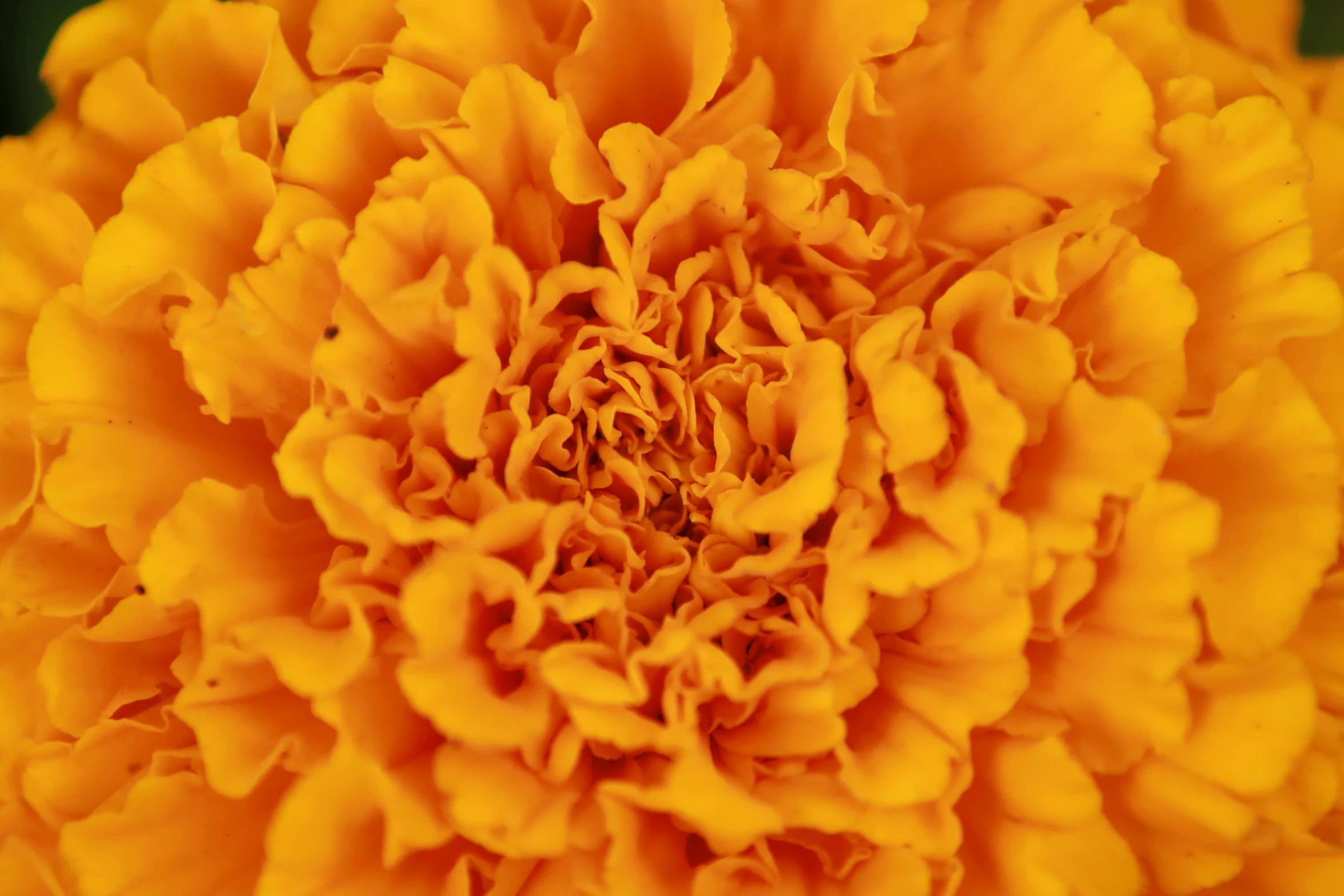 a close up view of a yellow flower, giant carnation flower head, coloured in orange fire, detailed product shot, yellow-orange