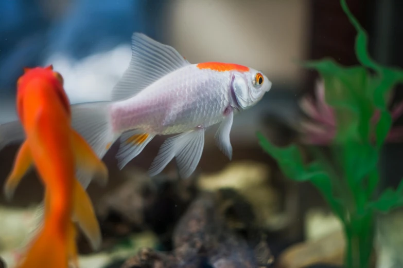 a close up of a fish in an aquarium, by Gwen Barnard, pexels contest winner, white and orange, albino mystic, fishes floating in bedroom, silvergill adept