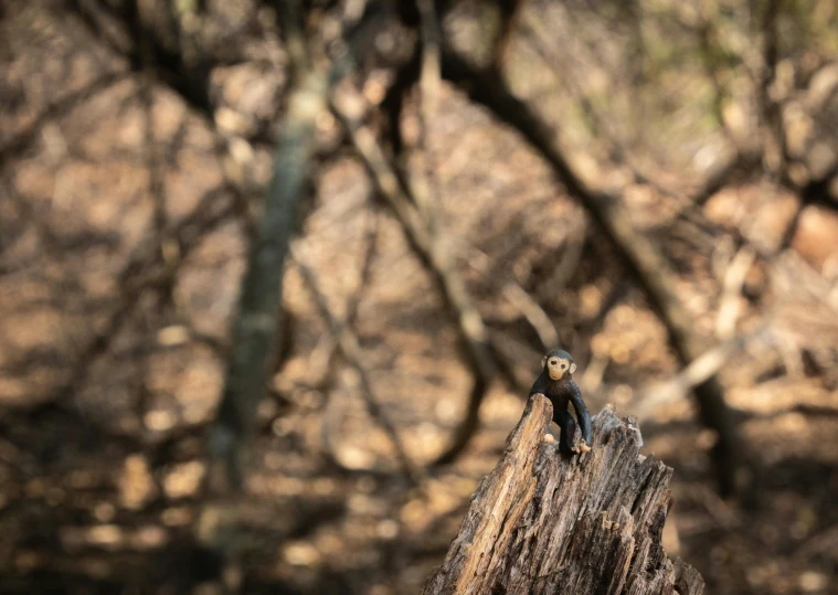 a small lizard sitting on top of a tree stump, a portrait, unsplash, standing in a burnt forest, viewed from very far away, bushveld background, very very small owl