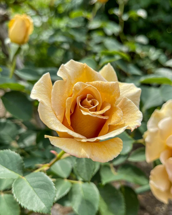 a close up of a yellow rose with green leaves, low quality photo, (light orange mist), a high angle shot, brown:-2