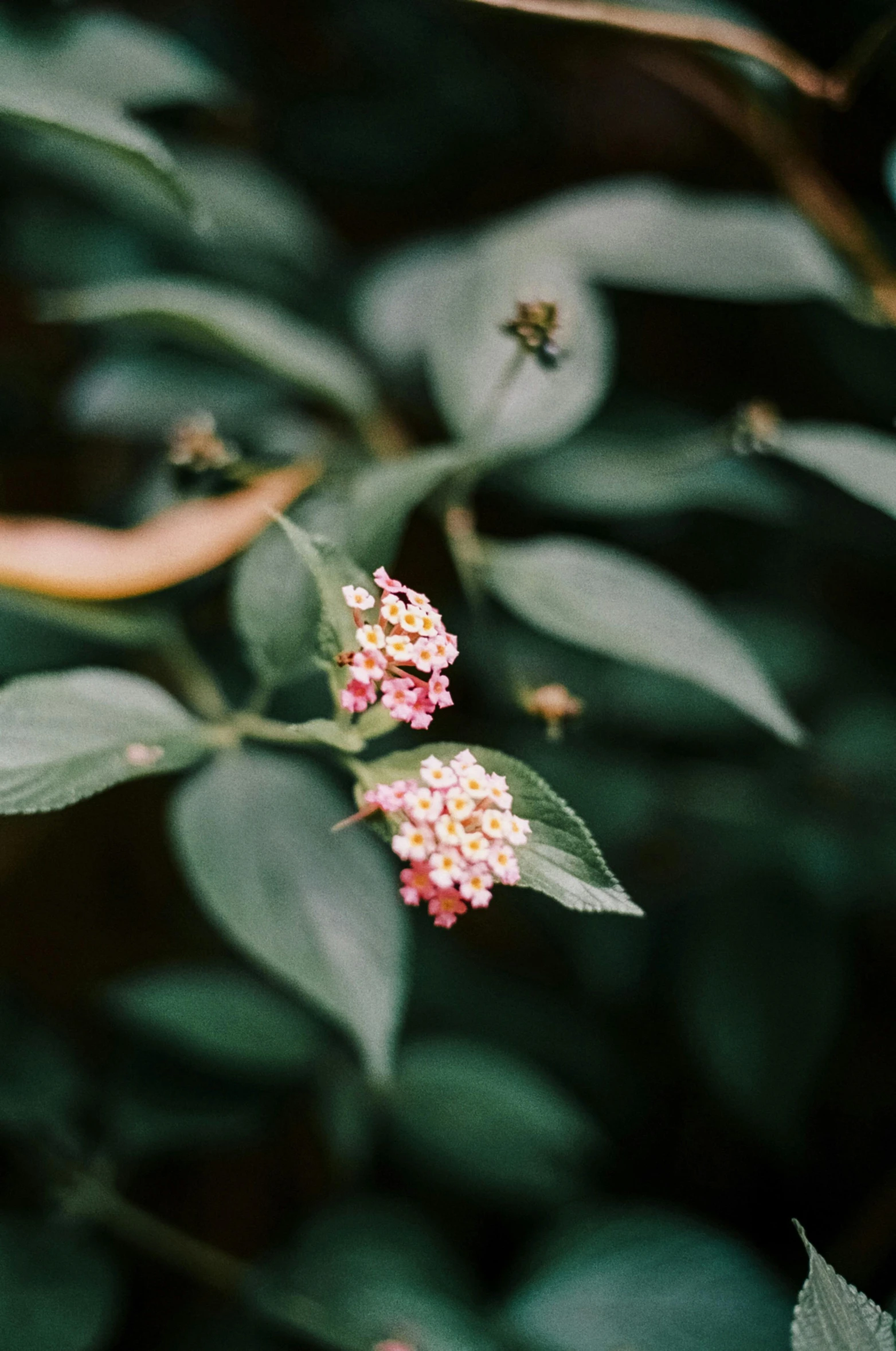 a close up of a plant with pink flowers, inspired by Elsa Bleda, unsplash, made of flowers and berries, color image, muted green, made of flowers and leaves