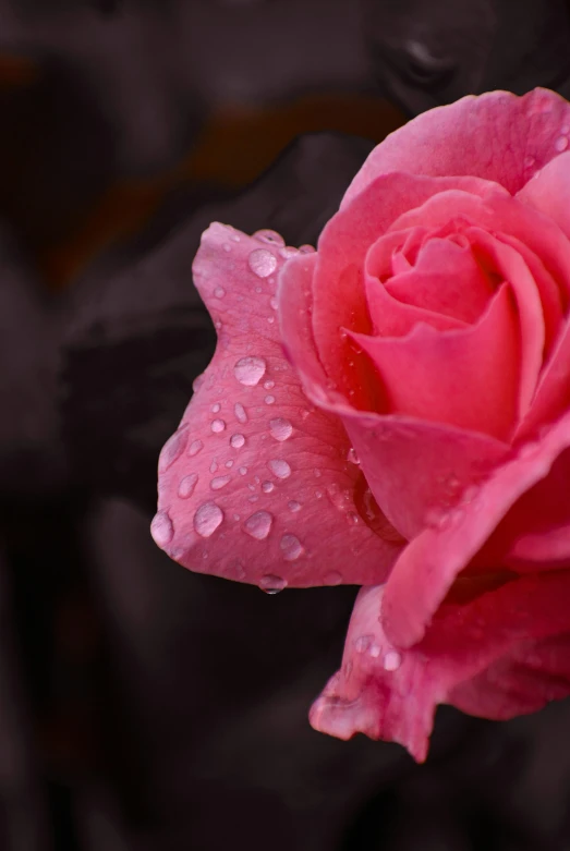 a pink rose with water droplets on it, a macro photograph, by Reuben Tam, unsplash, high detail”