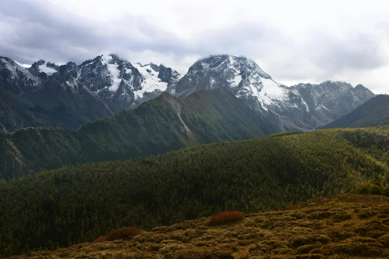 a couple of cows standing on top of a lush green hillside, by Muggur, pexels contest winner, hurufiyya, snowy peaks, sichuan, pine forests, panoramic view