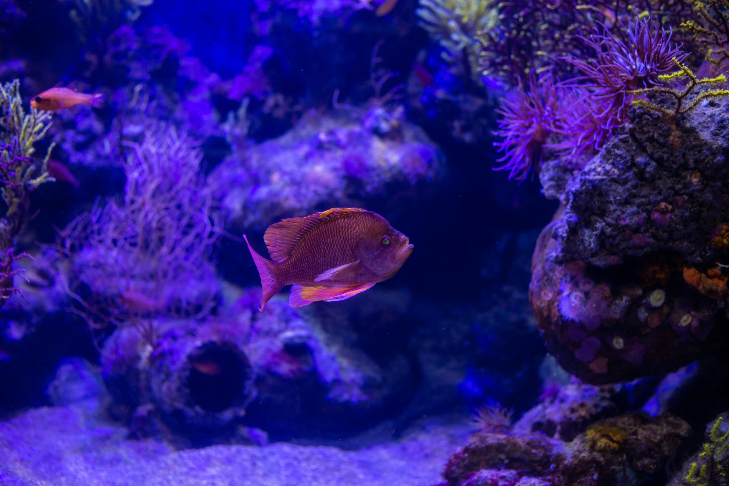 a fish that is swimming in a tank, by Gwen Barnard, pexels, renaissance, harmony of neon glowing coral, purple, 🦩🪐🐞👩🏻🦳, brown