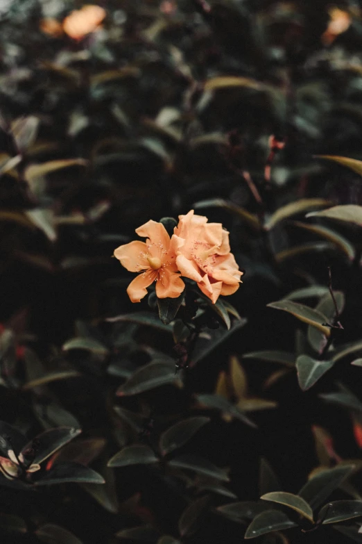 an orange flower sitting on top of a lush green field, an album cover, inspired by Elsa Bleda, unsplash, dark. no text, rose twining, trending on vsco, lush garden leaves and flowers