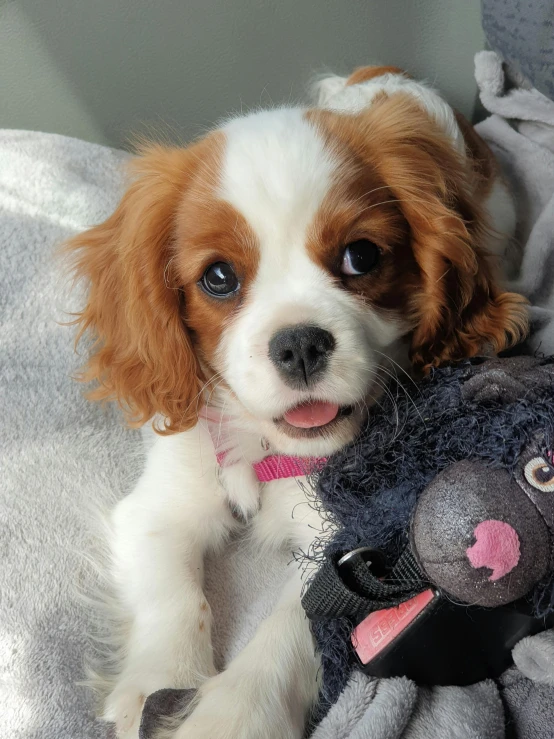 a dog that is laying down with a stuffed animal, by Emma Andijewska, reddit, cavalier king charles spaniel, up close, gif, low quality photo