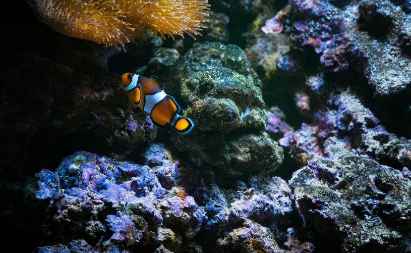 a close up of a clown fish in an aquarium, unsplash, figuration libre, corals are gemstones, purple and blue neons, manuka, on the ocean
